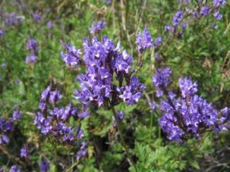 Kanarischer_Lavendel