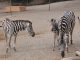 Zebra Oasis Park