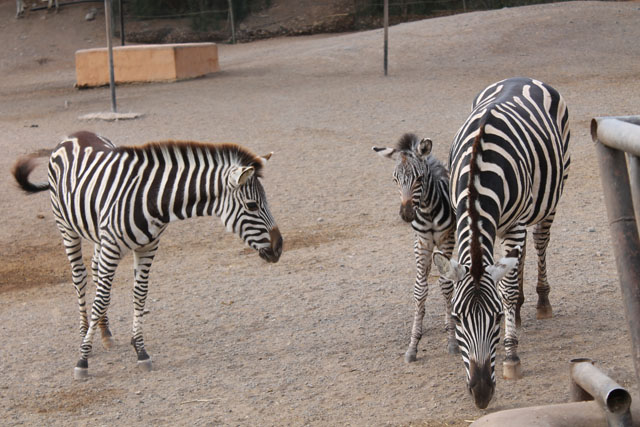 Zebra Oasis Park