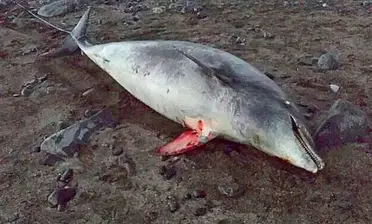 Kadaver Eines Grossen Tummlers Bei Las Playitas Angeschwemmt Fuerteventura Zeitung