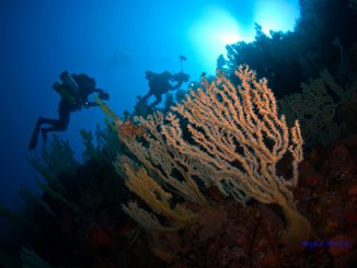 Unterwasserfotos Ausstellung Bajo Gerardias
