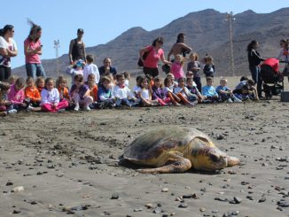 suelta tortugas GT