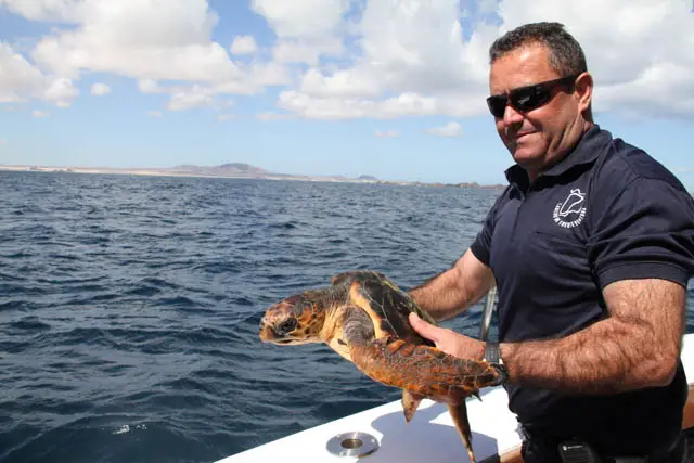 Lobos Weitere zwei Schildkröten zurück in die Freiheit entlassen