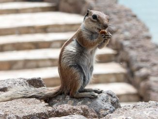 Atlashörnchen auf Fuerteventura