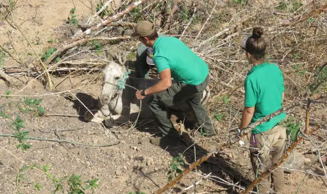 Rescate-burro-majorero-3