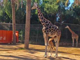 Oasis Giraffengeburt