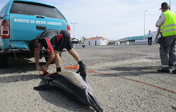 toter Delfin Fuerteventura