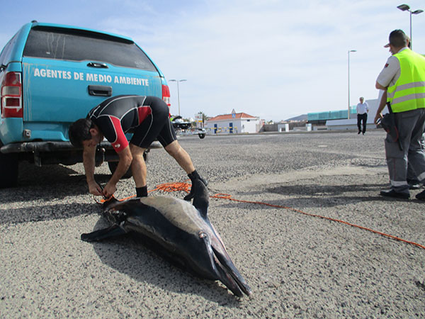 toter Delfin Fuerteventura