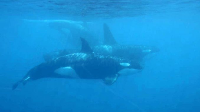 Orcas unter Wasser