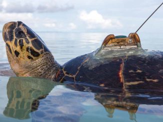 Schildkröte Sender web