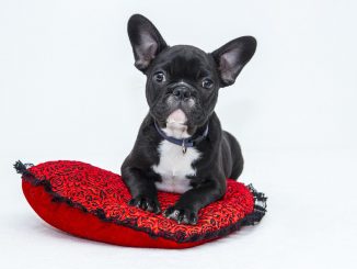 18. Nationale Rassehunde-Austellung auf Fuerteventura 1 Bulldogge web