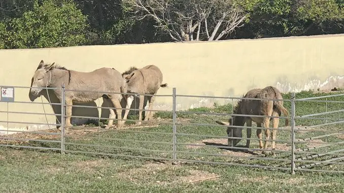 Wilde Esel aus Jandia in ihrem neuen Zuhause in Pozo Negro