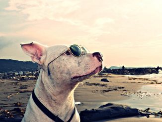 Pitbull mit Sonnenbrille w