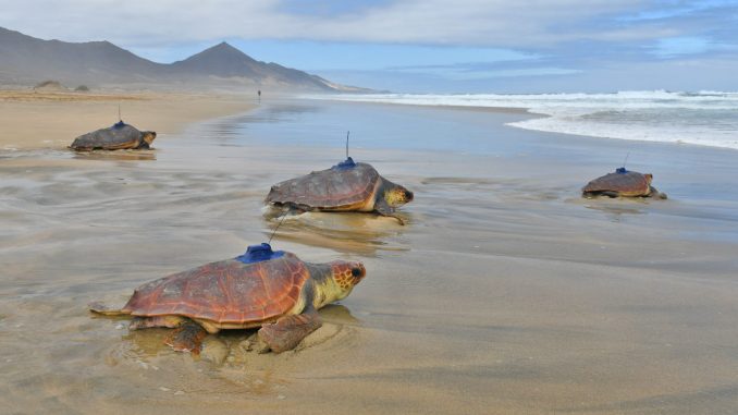 Scildkröten auf dem Weg in die Freiheit auf Fuerteventura