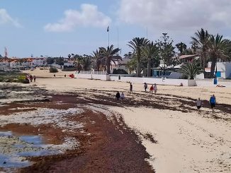 Strand bei Corralejo voller Algen