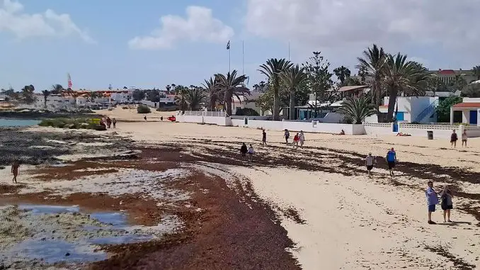 Strand bei Corralejo voller Algen