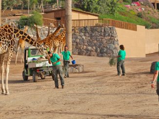 Giraffen Oasis Park w