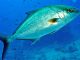 Warum Fisch auf Fuerteventura nicht immer frisch auf den Tisch kommt 46 Medregal