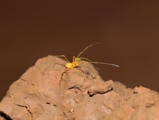 Plan zur Erhaltung der „Maiorerus randoi“ in der Cueva del Llano 1 Foto opilión de la Cueva del Llano