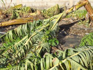 zerstörte Bananenpflanzen w