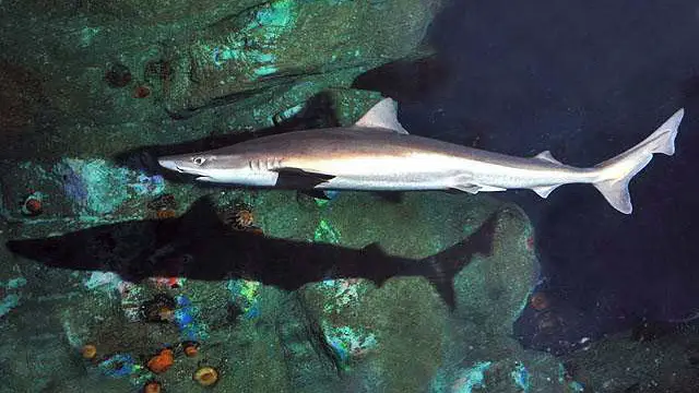 Galeorhinus_galeus_SI