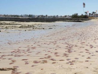 Quallen Corralejo Fuerteventura