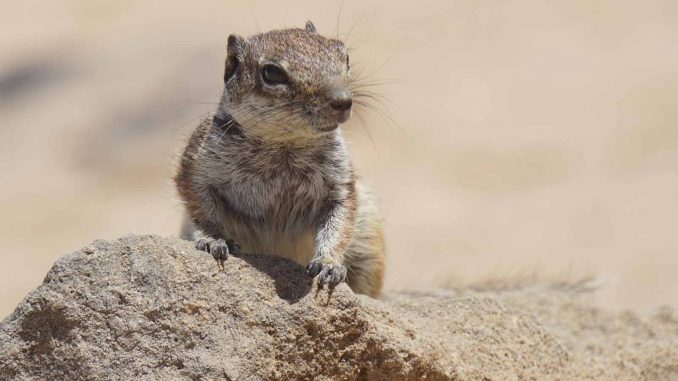 Atlashörnchen-auf-Fuerteventura