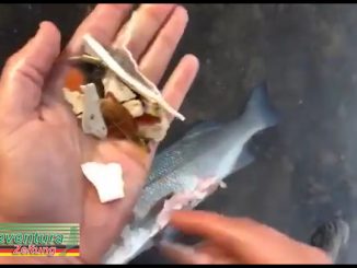 Plastik im Fisch