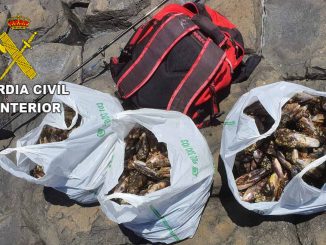 Ilegal Muscheln FVT web