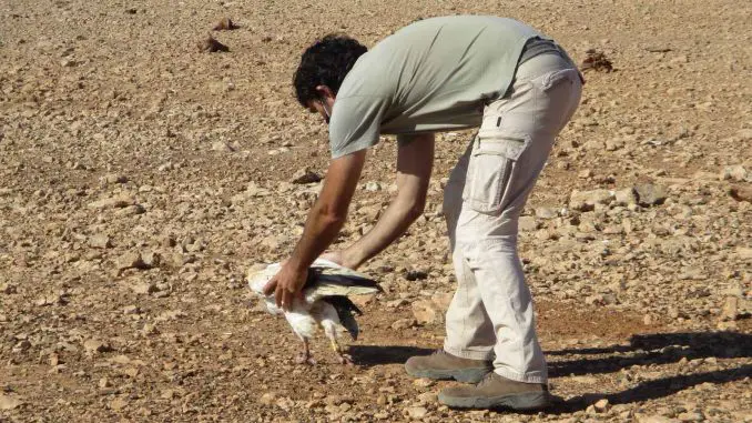 Schmutzgeier Fuerteventura Freilassung