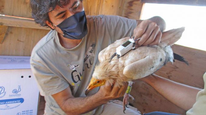 Schmutzgeier Fuerteventura mit GPS Sender