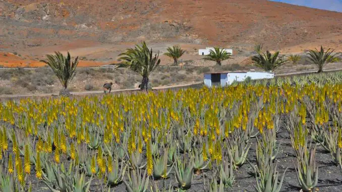 Aloe-Vera-Fuerteventura