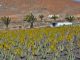 Aloe Vera Fuerteventura