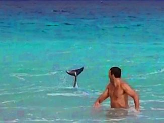 Fuerteventura Delfin dankt seinen Rettern3