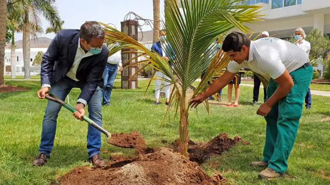 Robinson Clubs Jandia Playa und Esquinzo Playa im Süden Fuerteventuras empfangen erste Gäste 1 Palme Pflanzen Robinson