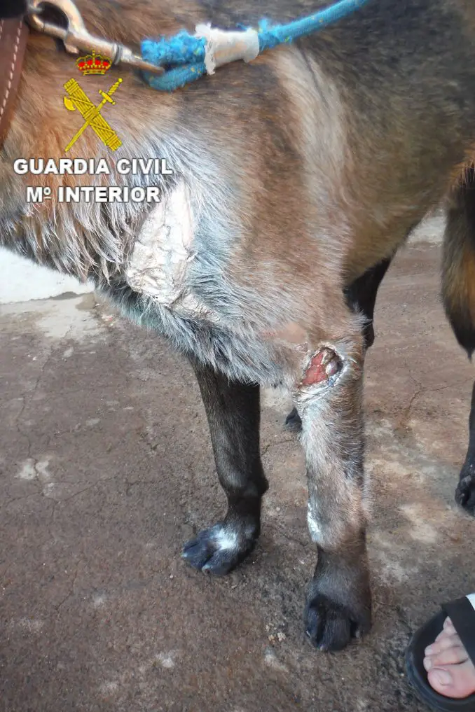 Belgischer Schaeferhund misshandelt