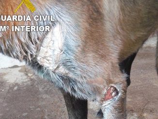 Fuerteventura belgischer Schaeferhund misshandelt