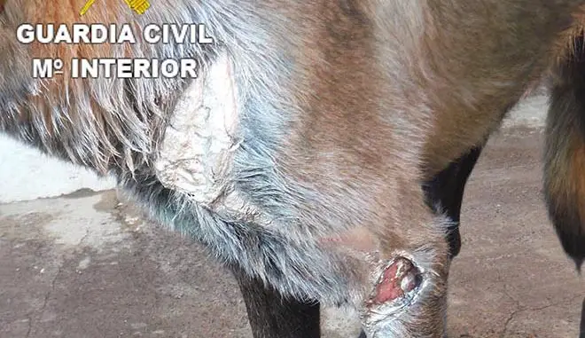 Fuerteventura belgischer Schäferhund misshandelt