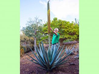 Aloe Suzannae