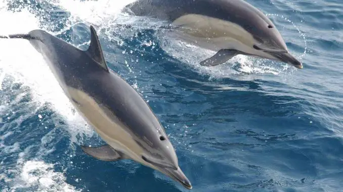 Delfine-Fuerteventura_web