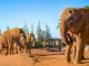 Elefanten Wildlife Oasis Fuerteventura