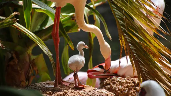 Babyboom im Oasis Wildlife Fuerteventura bei Flamingos, Zwergseidenäffchen und Säbelantilopen 1 Flamingo Kueken Fuerteventura 1