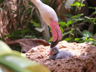 Flamingo im Nest Fuerteventura