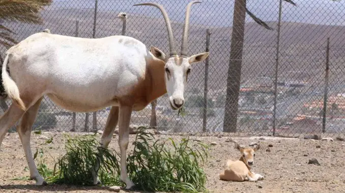Babyboom im Oasis Wildlife Fuerteventura bei Flamingos, Zwergseidenäffchen und Säbelantilopen 3 Oryx Antilope Fuerteventura 1