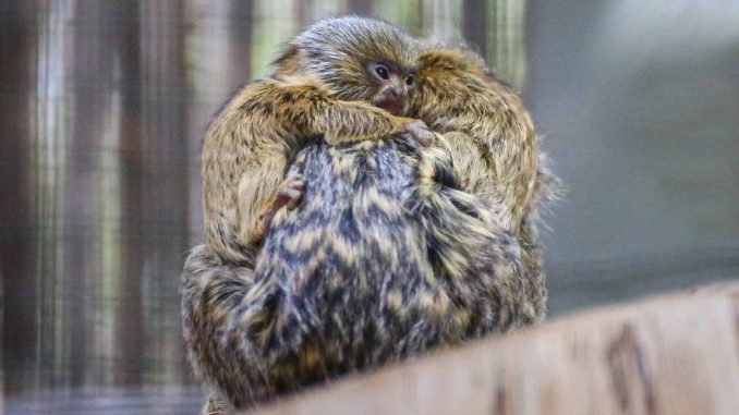 Babyboom im Oasis Wildlife Fuerteventura bei Flamingos, Zwergseidenäffchen und Säbelantilopen 2 Zwergseidenaeffchen Fuerteventura 1