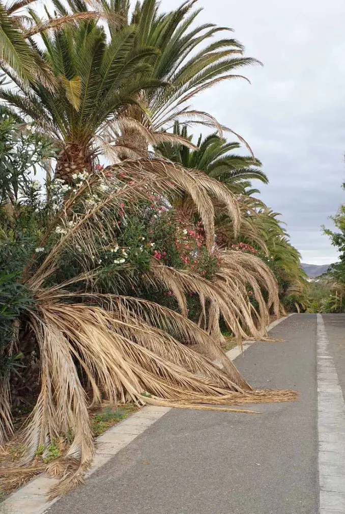 Rettung für die Palmen von Costa Calma? 3 Costa Calma Palmenwald