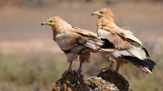 Schmutzgeier Fuerteventura