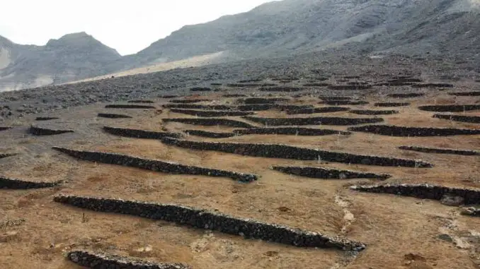Aufforstung in Cofete: weitere 100 Pflanzen für den Süden von Fuerteventura 1 tabaibascofete web