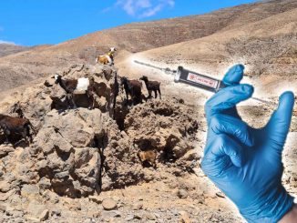 Impfung Ziegen Fuerteventura