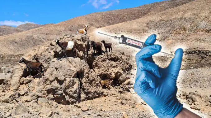 Impfung-Ziegen-Fuerteventura
